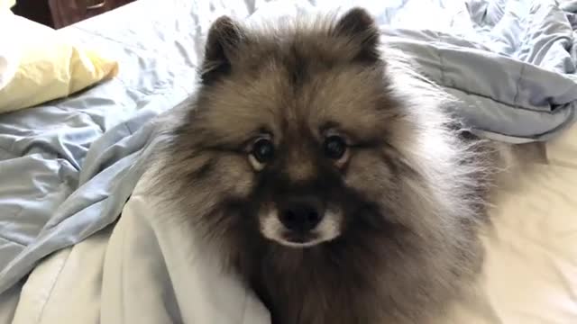 Keeshond helps me accomplish to execute SEO