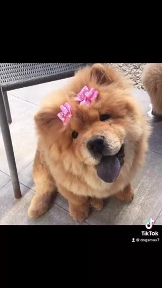 All the love to dogs cute dogs