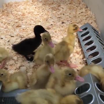 Ducklings in a bathtub