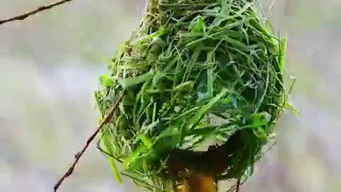 A Weaver Bird building up its nest