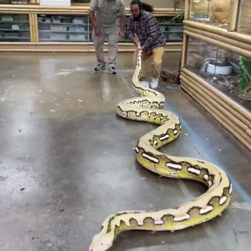 Wrangling World’s Longest Snakes 🐍 #shorts #animals #reptile #giant #dinosaur #snake #python #zoo