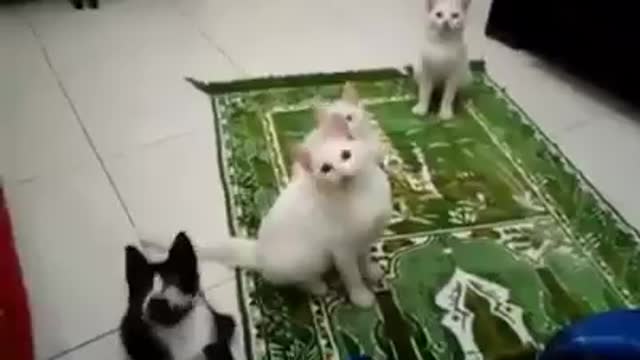 Amazing video for cats vird kalma pak LA ilaha ilallah