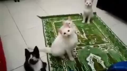 Amazing video for cats vird kalma pak LA ilaha ilallah