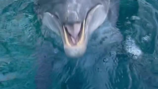 nonreleasable#vocals#dolphin