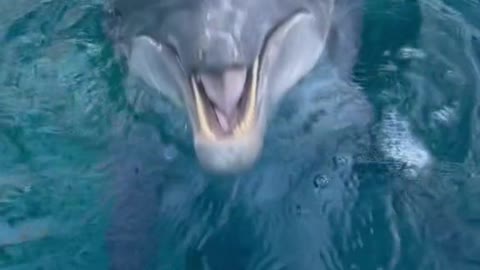 nonreleasable#vocals#dolphin