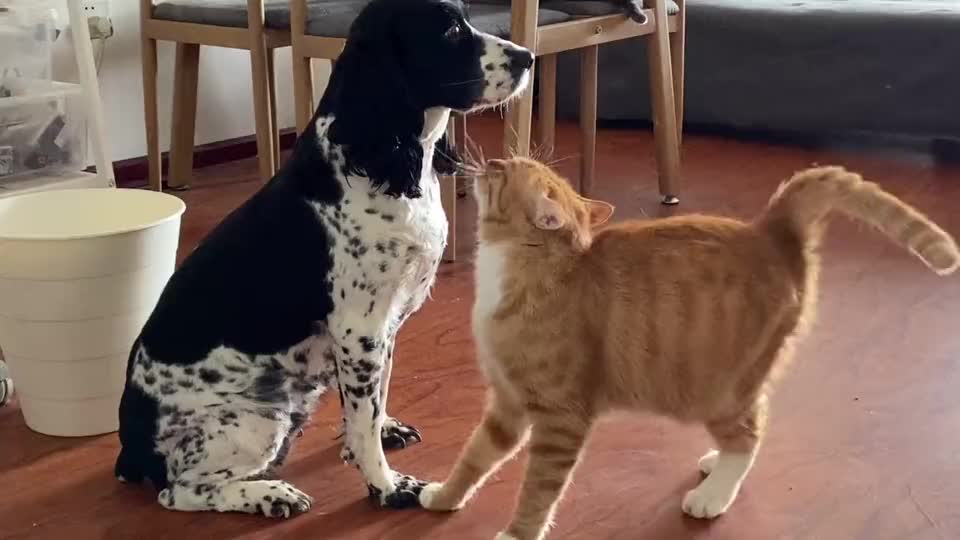 lovely cat fall in love with doggy