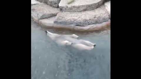 Polar bears swimming