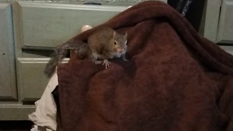 Crazy squirrel