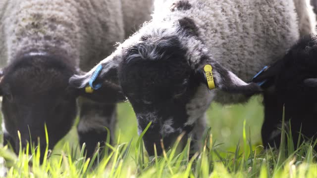 Grazing lambs up close