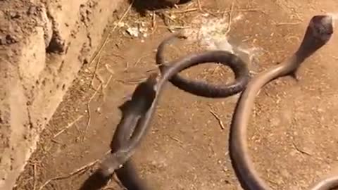 Snakes try to sting hen with its cockerels video