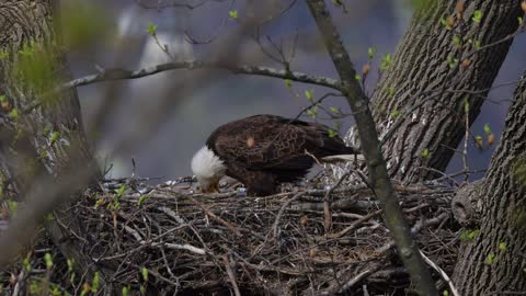 Bald Eagle Feeding Chicks