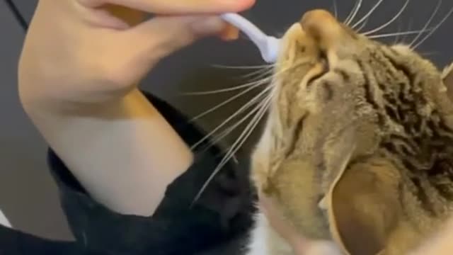 cat hate toothbrush