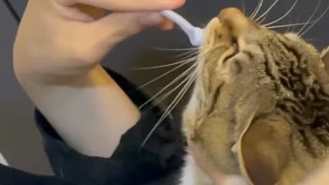 cat hate toothbrush