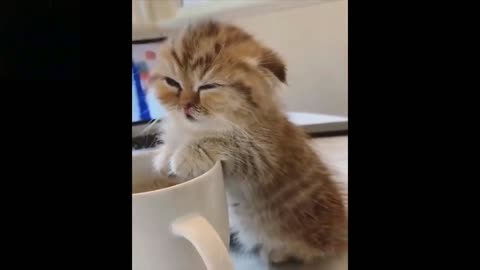 Cute baby cat