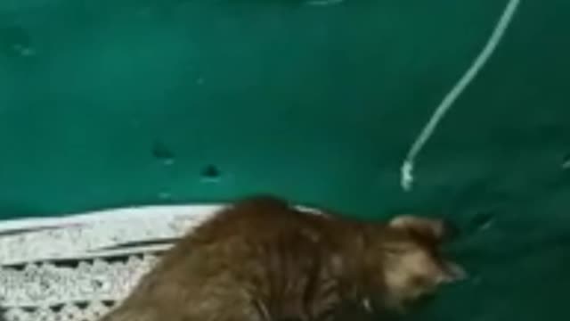 Cute 🐱 is playing with cable