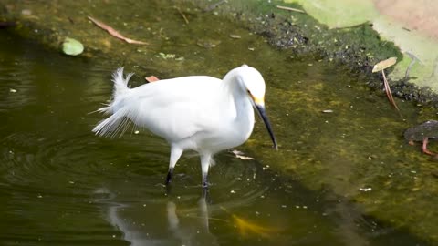 Bird in white waters fishing