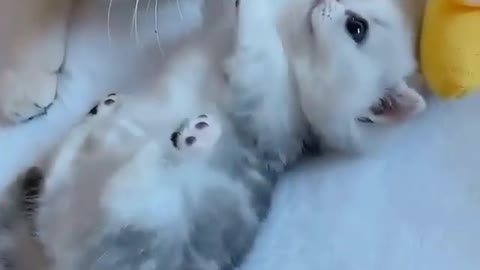 cute kitten taking care of her babe