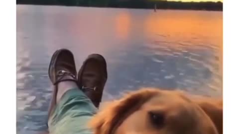 Dog Really look at you with every ounce of love they have