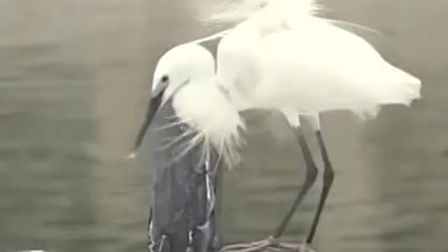 Egrets donning beautiful breeding plumage