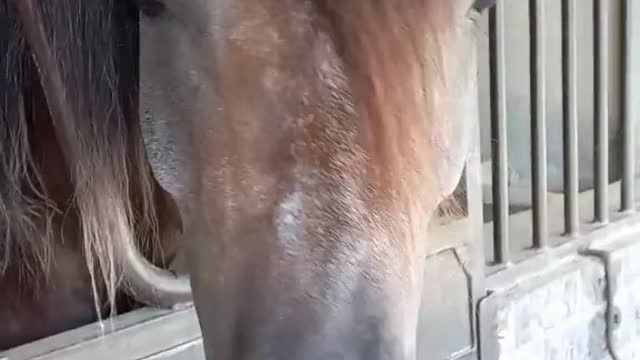 Horses video-funny big horses video