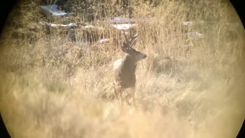 Montana Hunter Hits Shot in Slow Motion