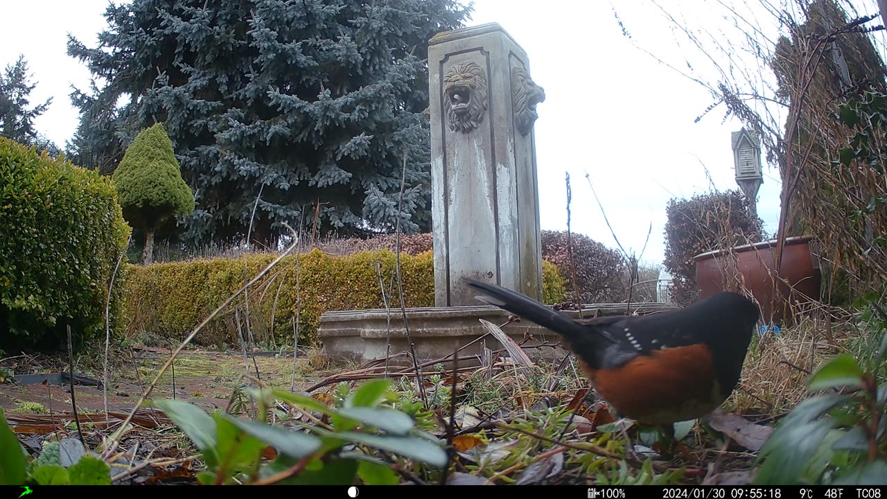 Towhee eating my flower seeds