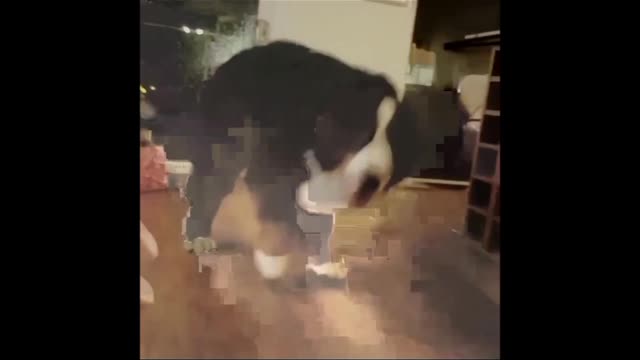 Bernese Mountain Dog has priceless reaction to new toy