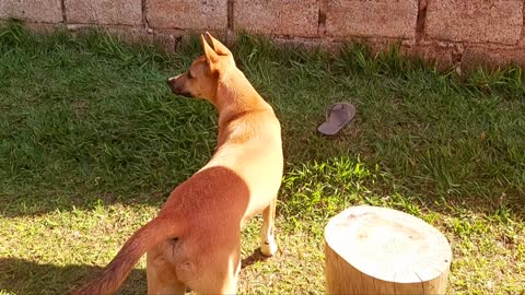 Warm morning with new simba