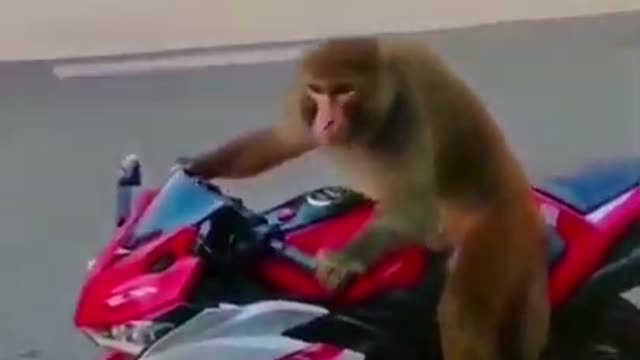 Monkey riding Bike _shorts _Short _funny _animals(720P_HD)