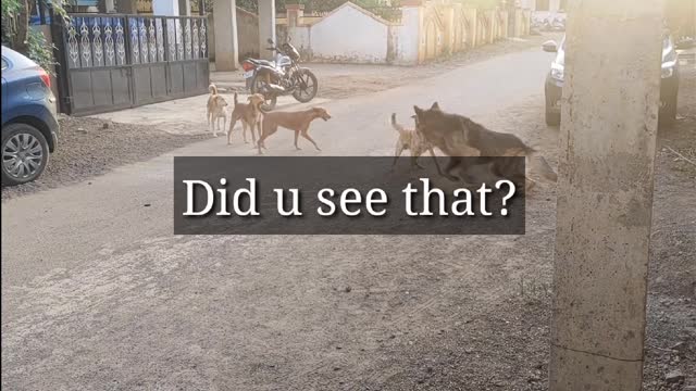 German Shepherd vs street dog. Makes your dog aggressive