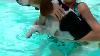 Hilarious beagle half-heartedly attempts to swim in pool