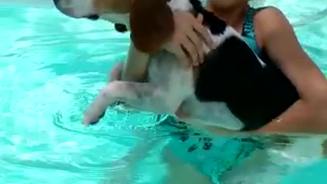 Hilarious beagle half-heartedly attempts to swim in pool