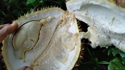 Durian Is Good For You.