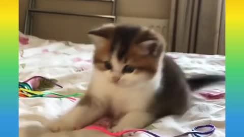 Funny and Cute Cat Video Compilation
