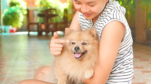 Lovely puppy