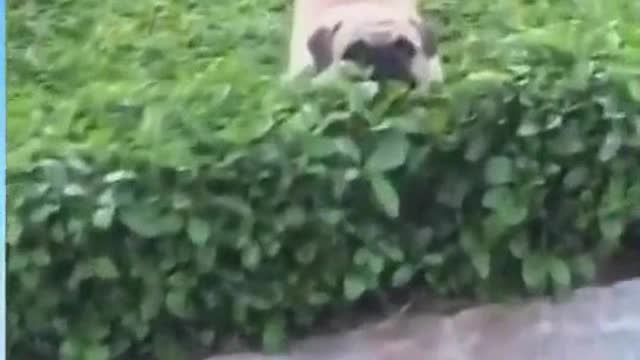 Funny Animals Videos 07