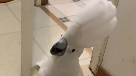 Cockatoo has no concept of privacy.