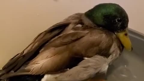 Ark of Grace: MEETS SHALOM THE MALLARD DUCK! BATH TIME!