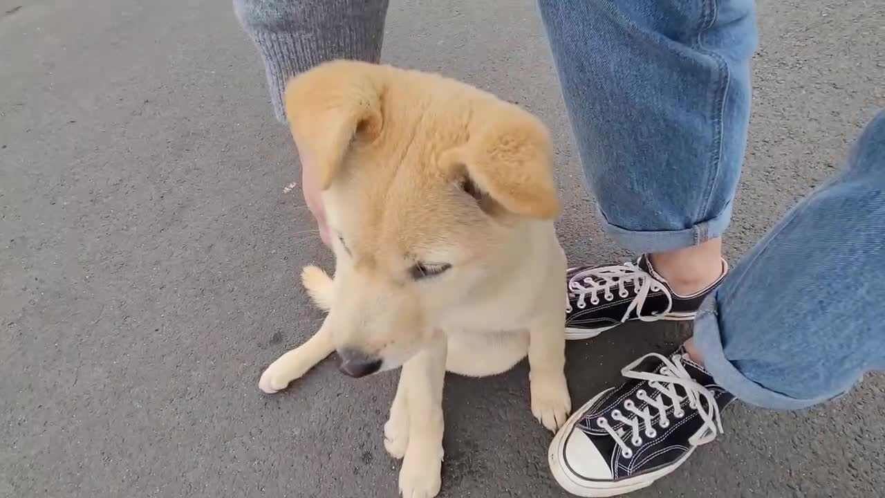 A dog I met on the street.