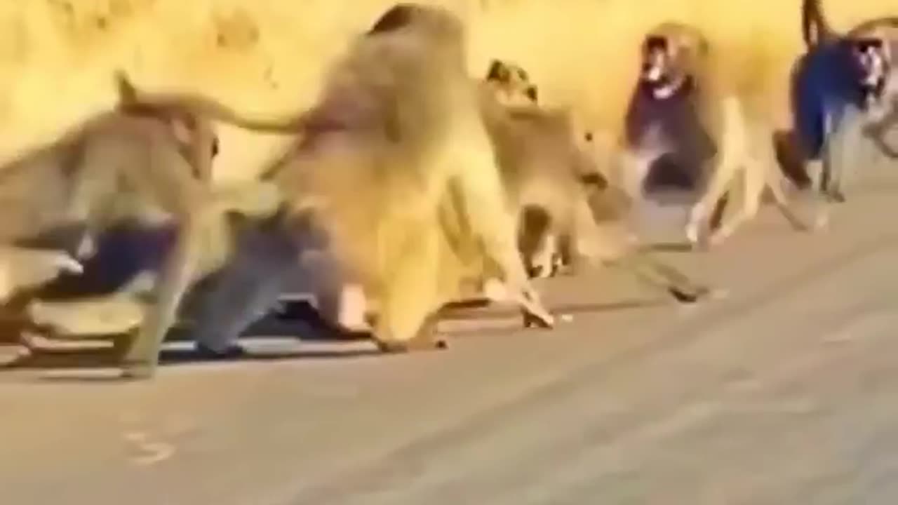 Attacking lion