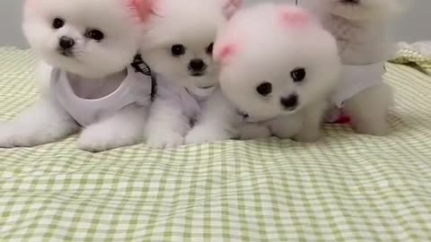 Pomenarian dog cute