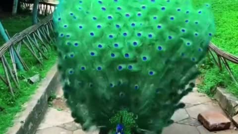 Peacock.. 🦚