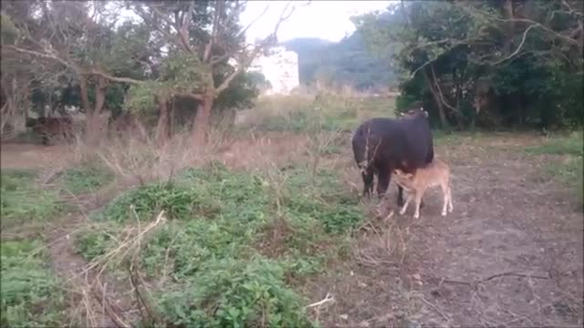 Cutest Baby cows you are not emotionally prepared for 🐮