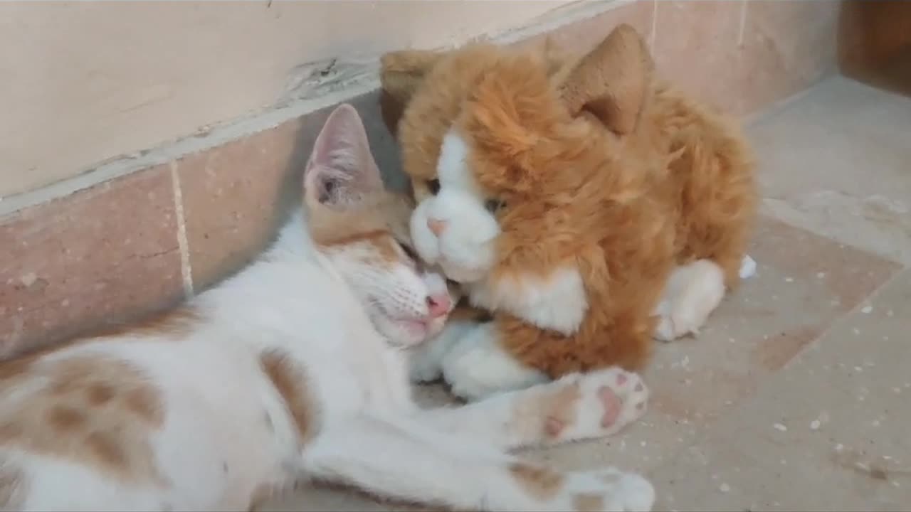 Cute kitten sleeping with her stuff friend.