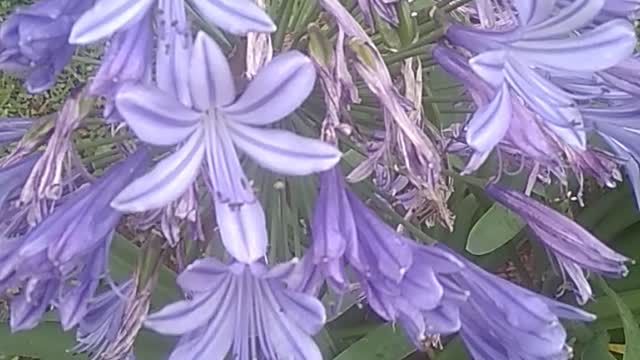 Beauty blue flowers