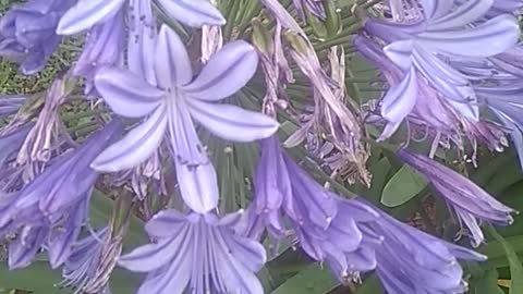 Beauty blue flowers