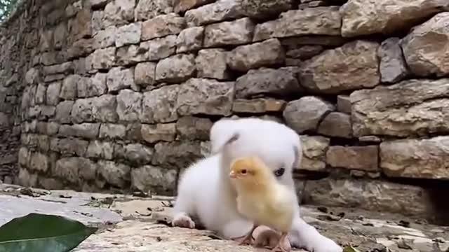 Pet dogs and chickens