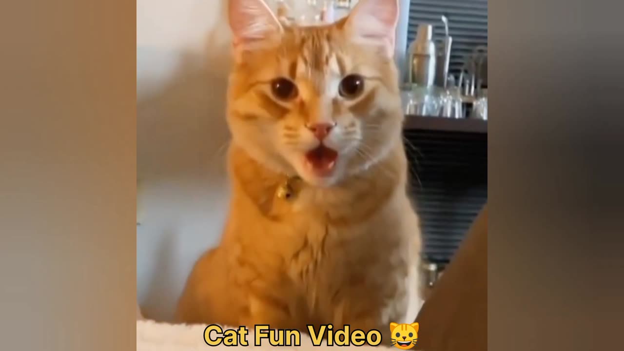 Cat funny video 🐱 | cat videos