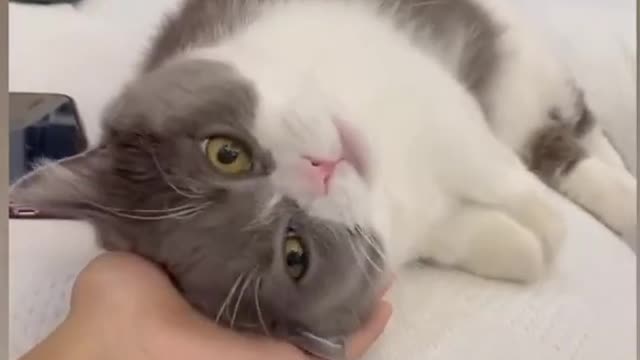 Technique to make a cat sleep in 1 second