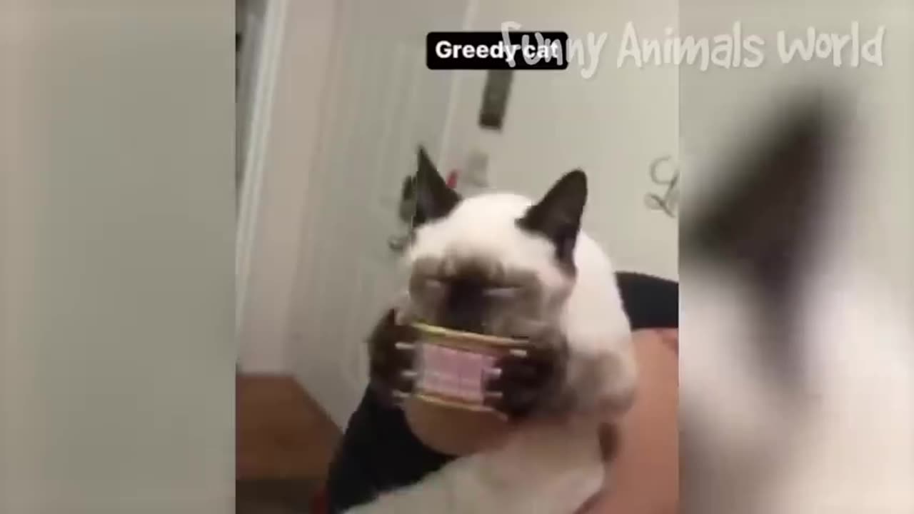 Funniest cats & dogs _ funny animals 2023 /-/ comedyfunny
